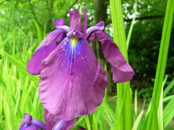 JPEG image