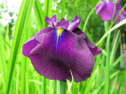 JPEG image