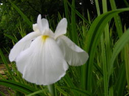 JPEG image