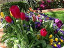 How to Choose the Right Flowering Bulbs