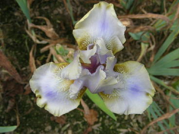 JPEG image