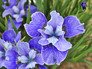 Q&A: Low-Maintenance Perennials for Sun and Shade
