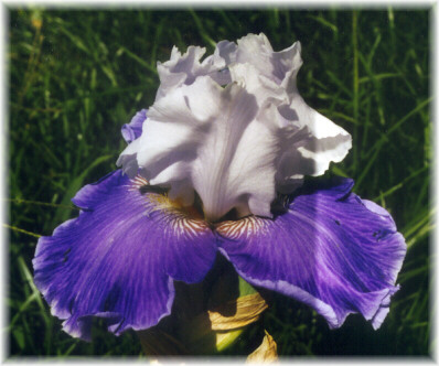 JPEG image