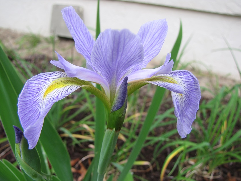 Iris virginica