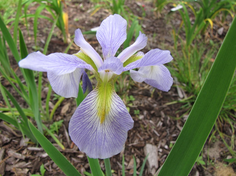 Iris