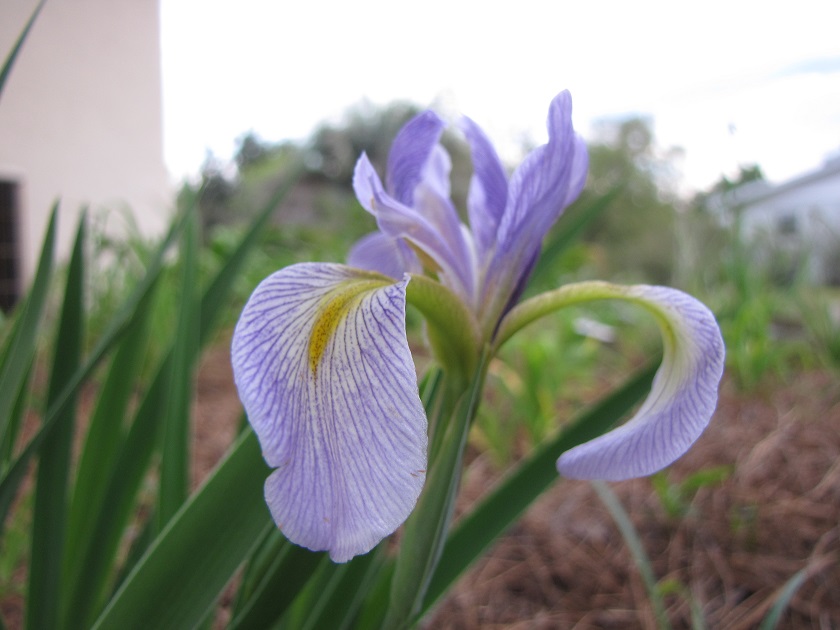 Iris