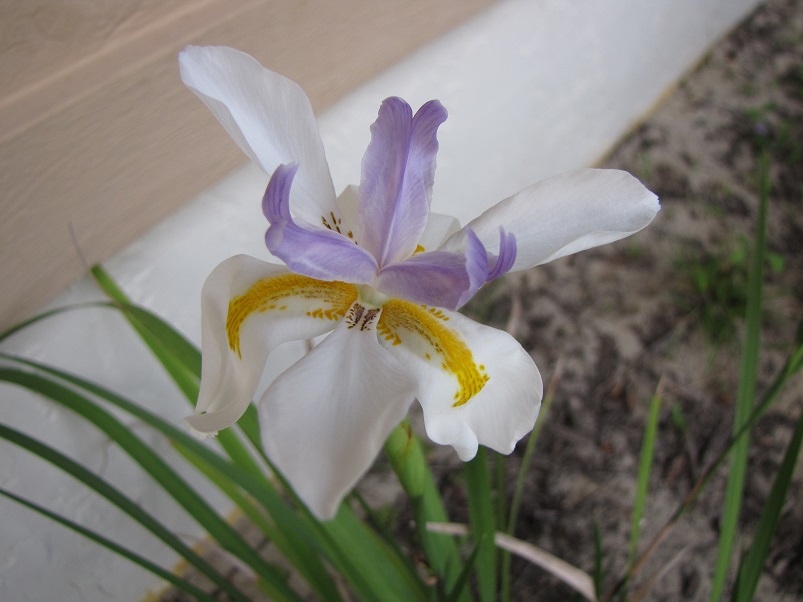 Iris