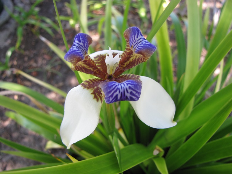 Iris