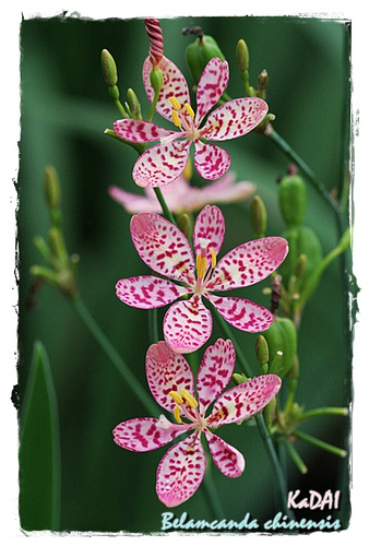 Belamcanda chinensis ว่านหางช้าง by kadai.