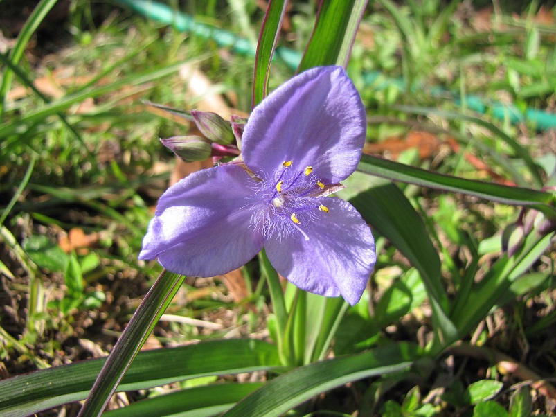 Spiderwort