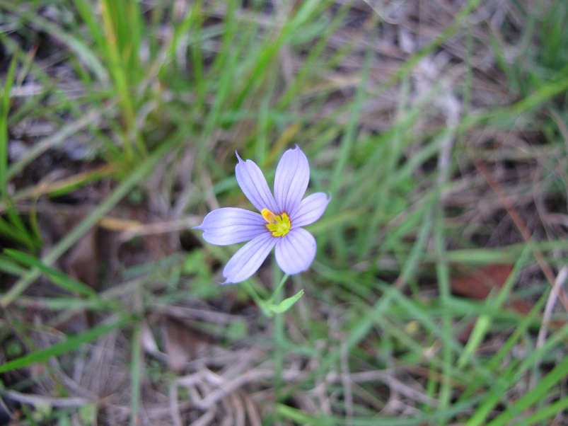 Blue Eyed Grass