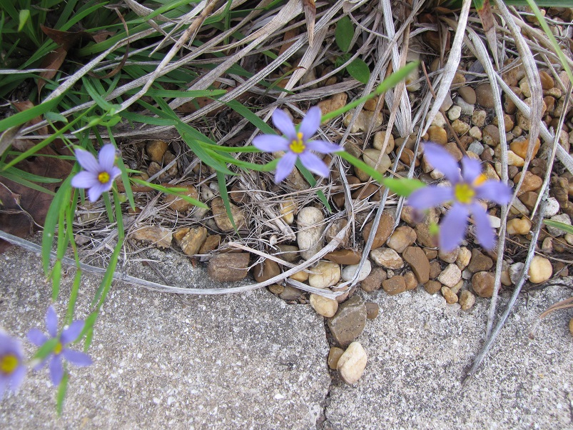 Sisyrinchium