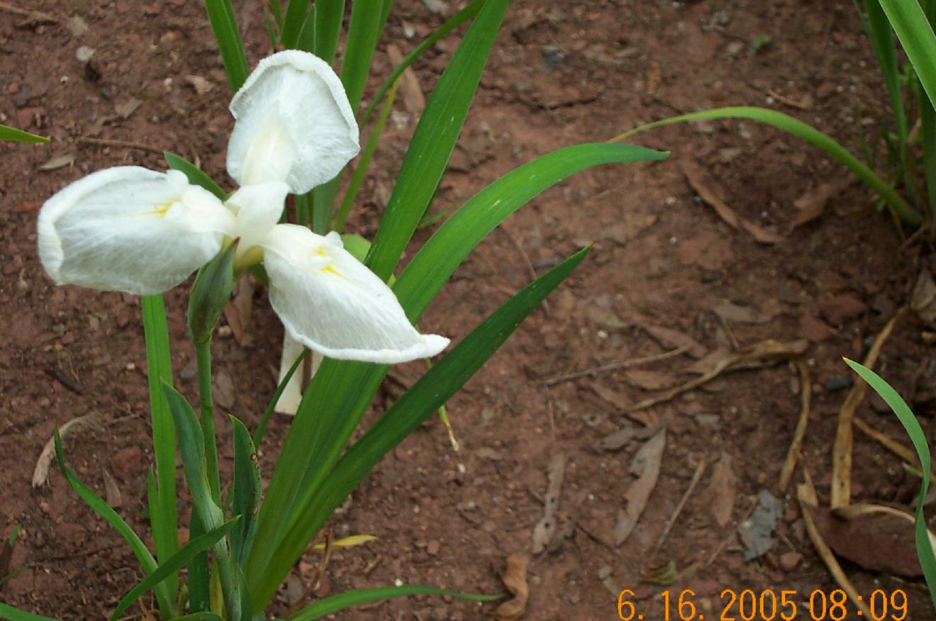 JPEG image