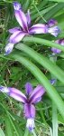 IMG_0501 Iris graminea 6.5.07