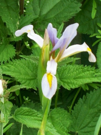 JPEG image