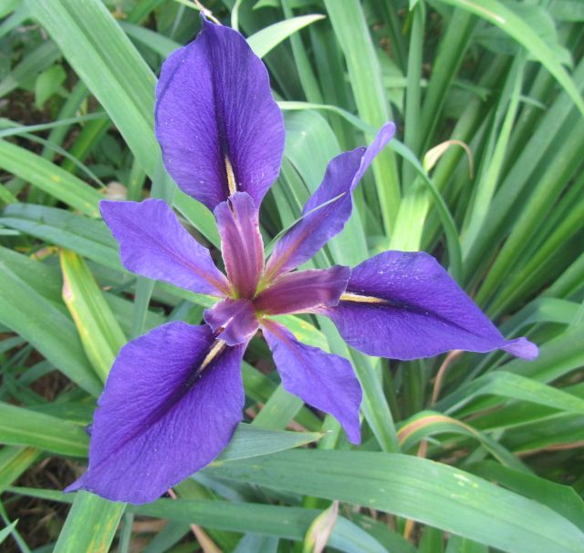 JPEG image