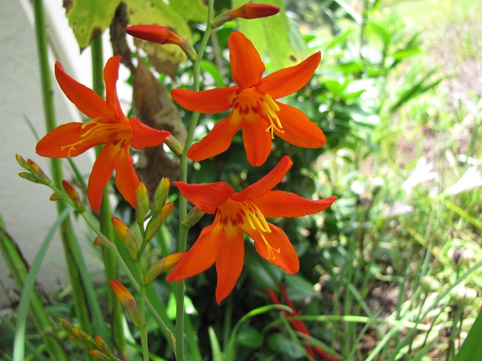 Crocosmia