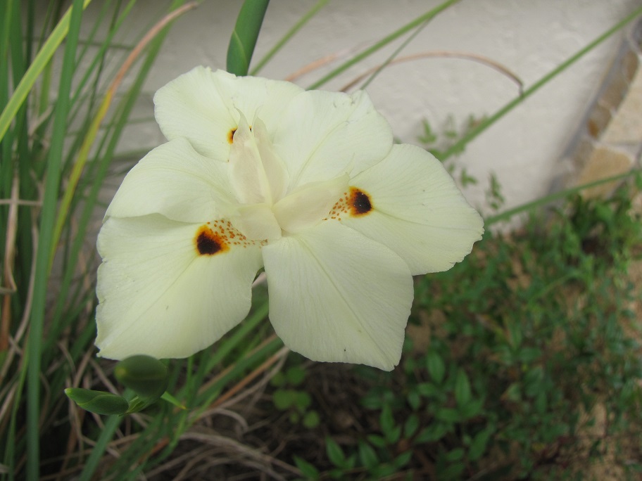 Dietes
