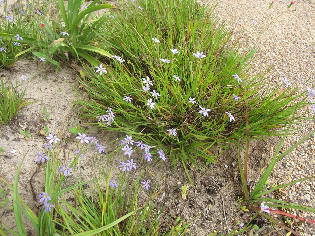 Sisyrinchium