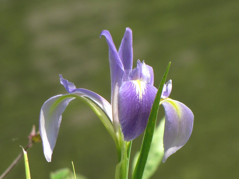 Iris savannarum