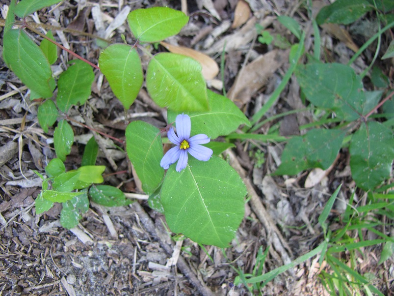 Blue Eyed Grass and Poison Ivy