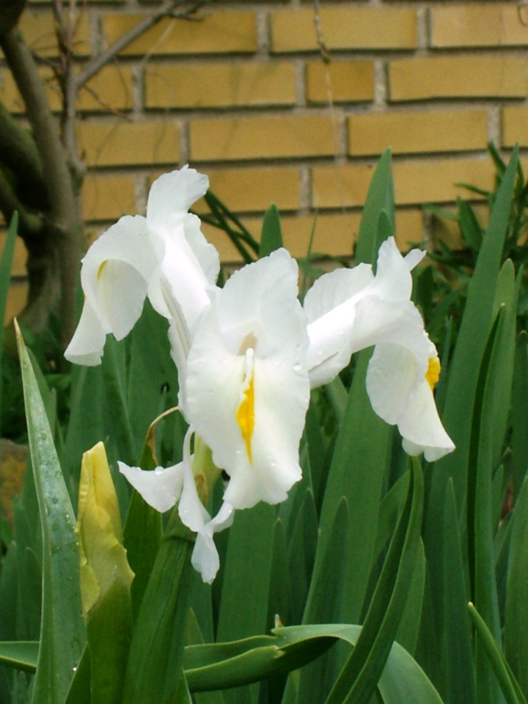 JPEG image