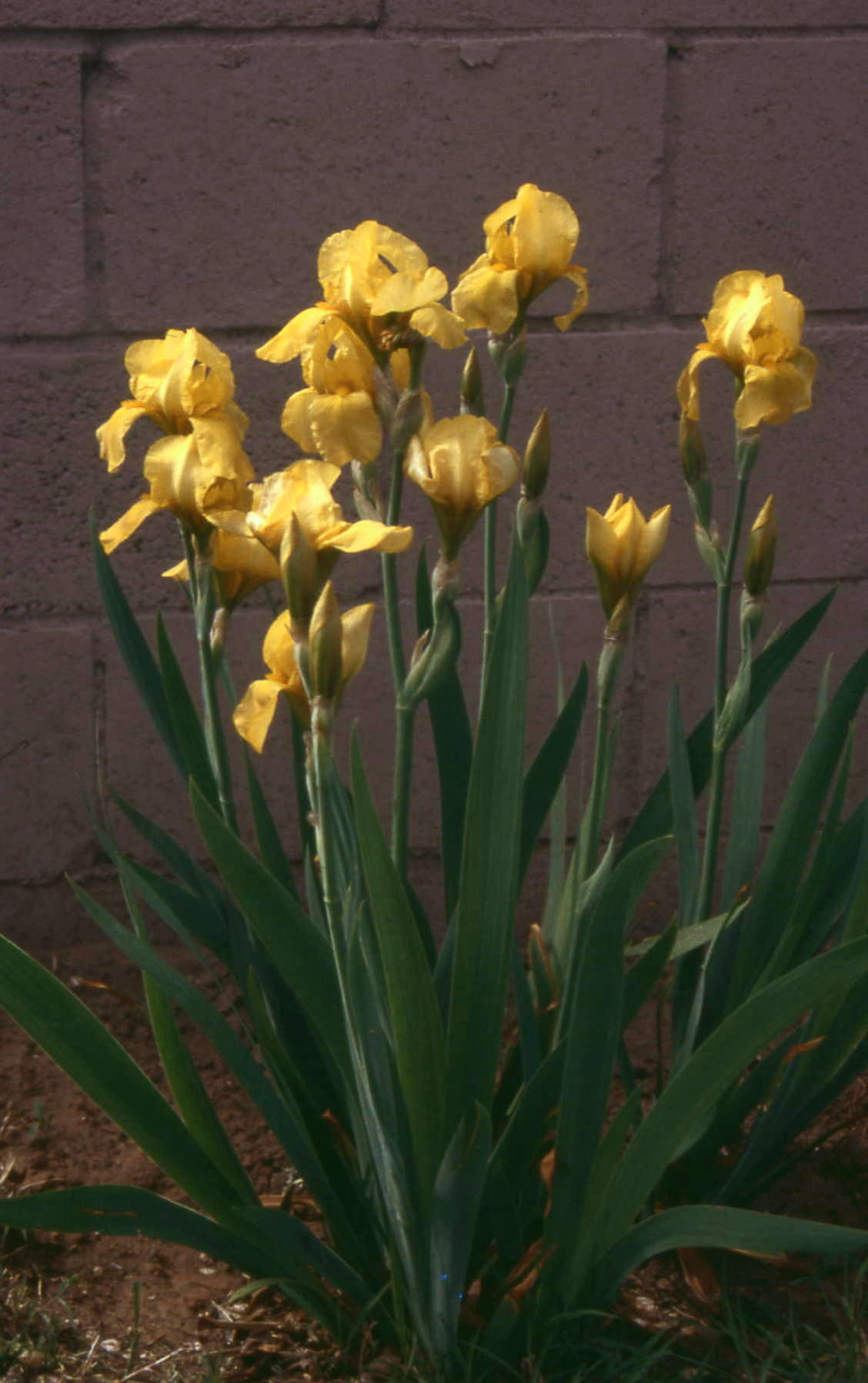 JPEG image