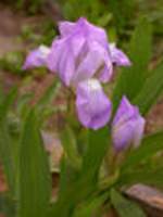 Description: http://www.iriscolorado.com/images10/Irena_small.jpg