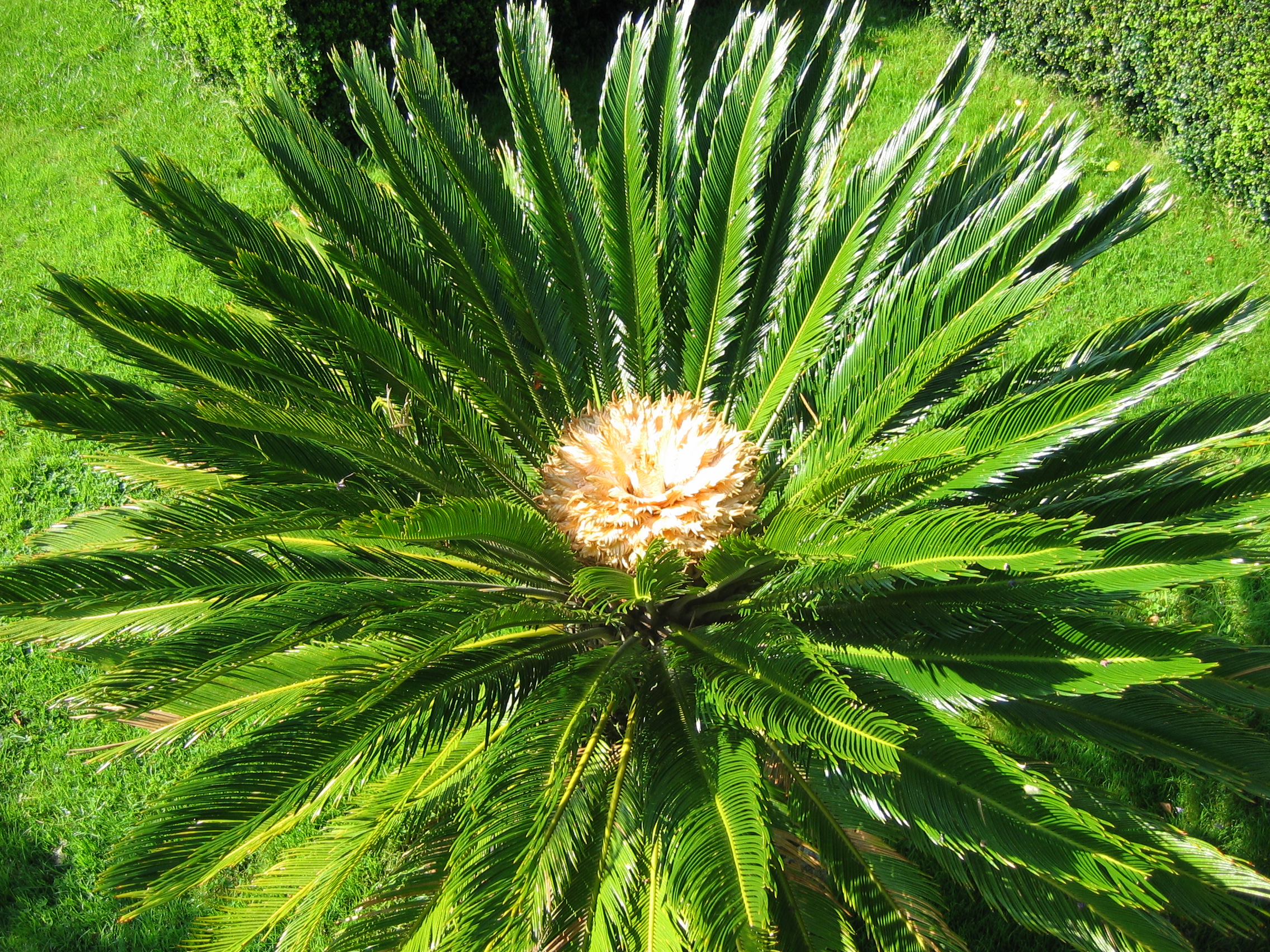 JPEG image