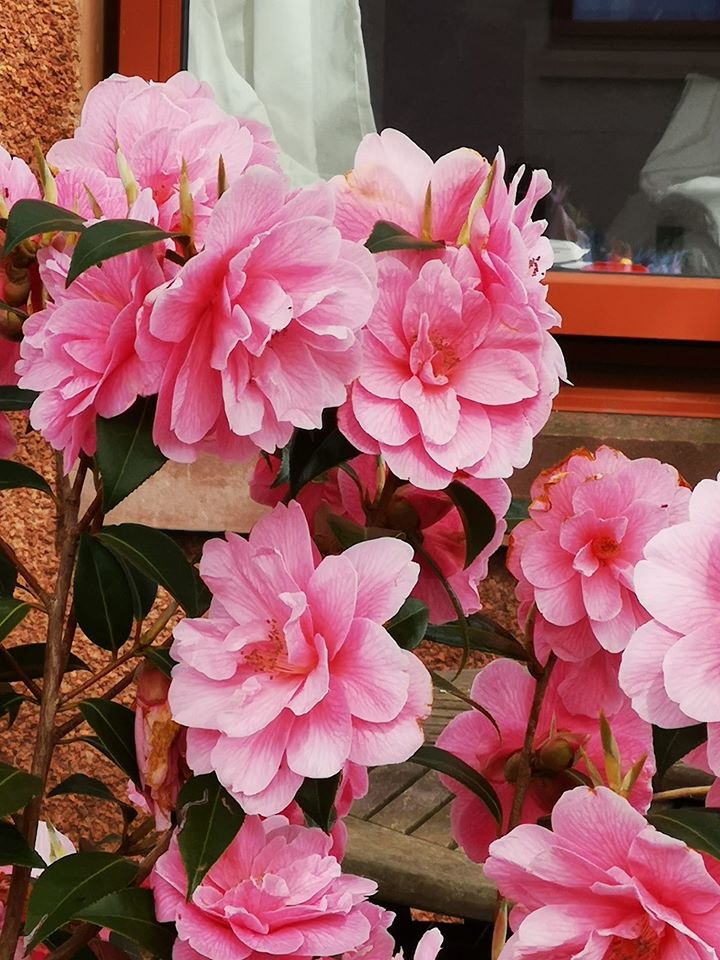 karen pink flower