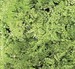 Fern Adiantum venustum