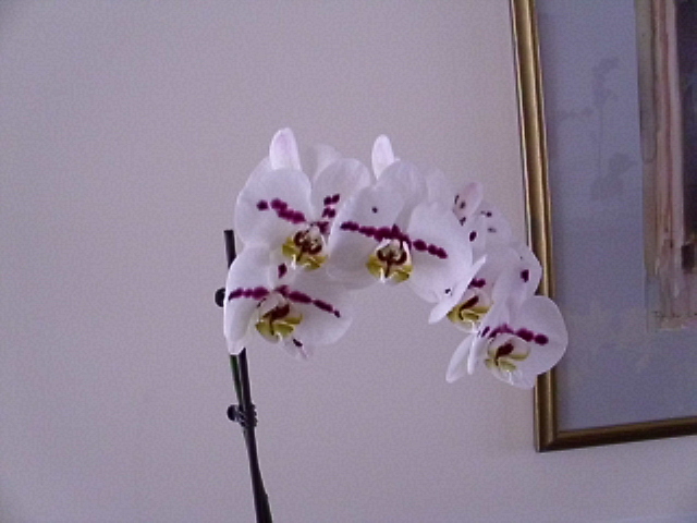 JPEG image