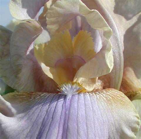 JPEG image