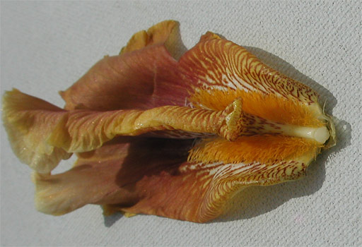 JPEG image