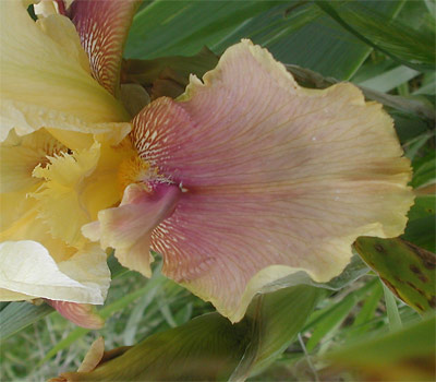 JPEG image