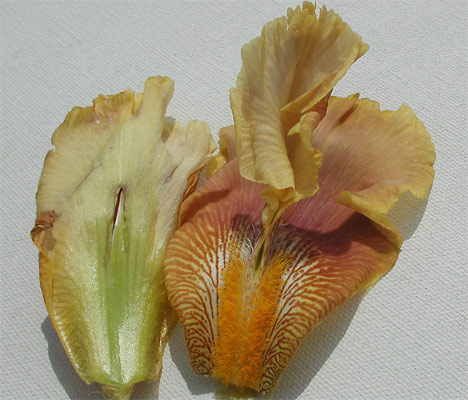 JPEG image