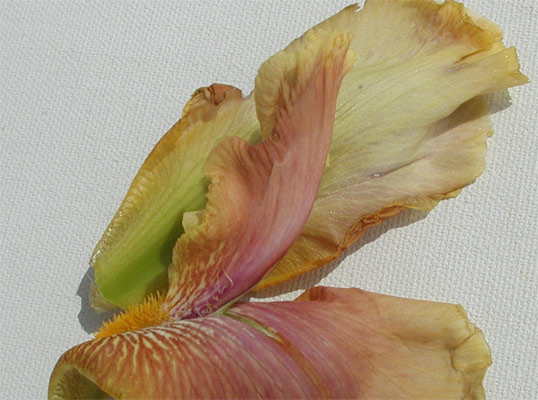 JPEG image