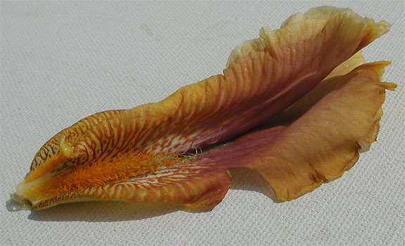 JPEG image