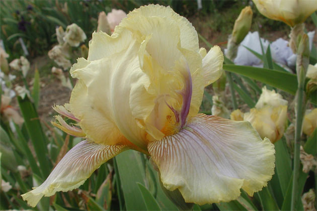 JPEG image