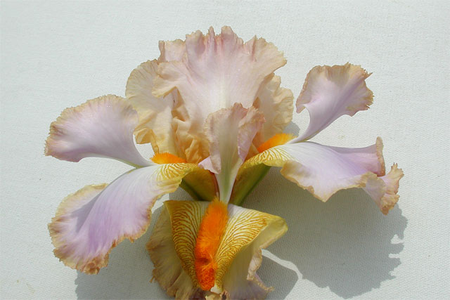 JPEG image