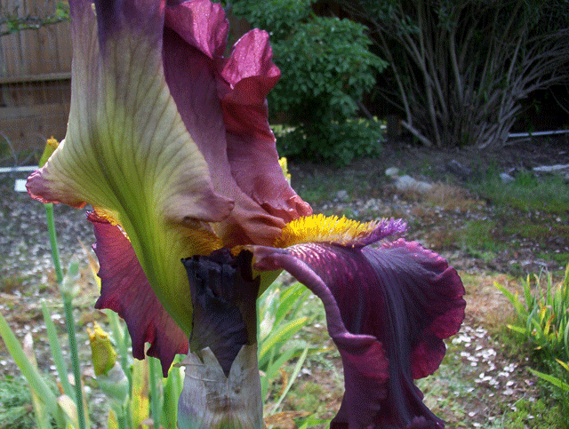 GIF image