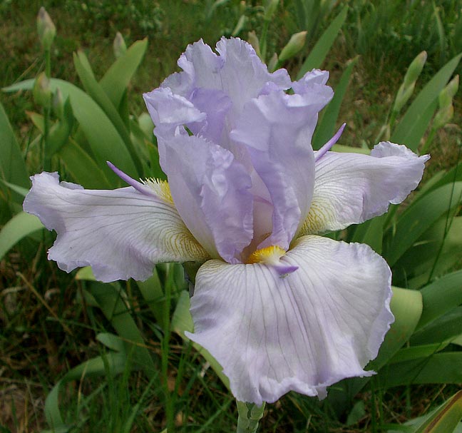 JPEG image
