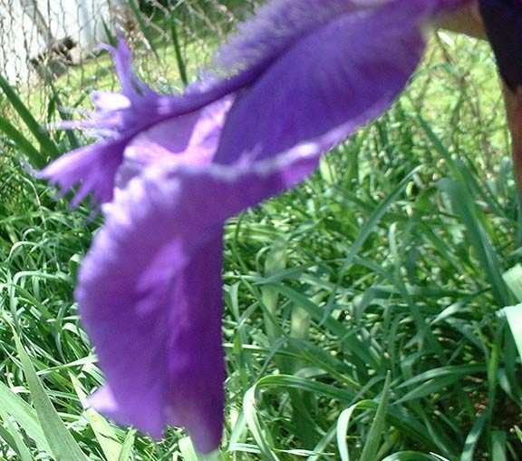 JPEG image