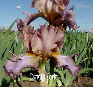 JPEG image