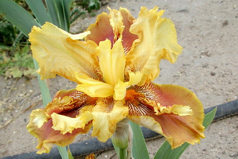 JPEG image