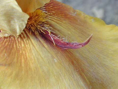 JPEG image
