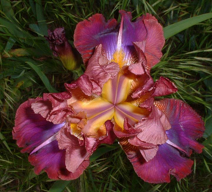 JPEG image