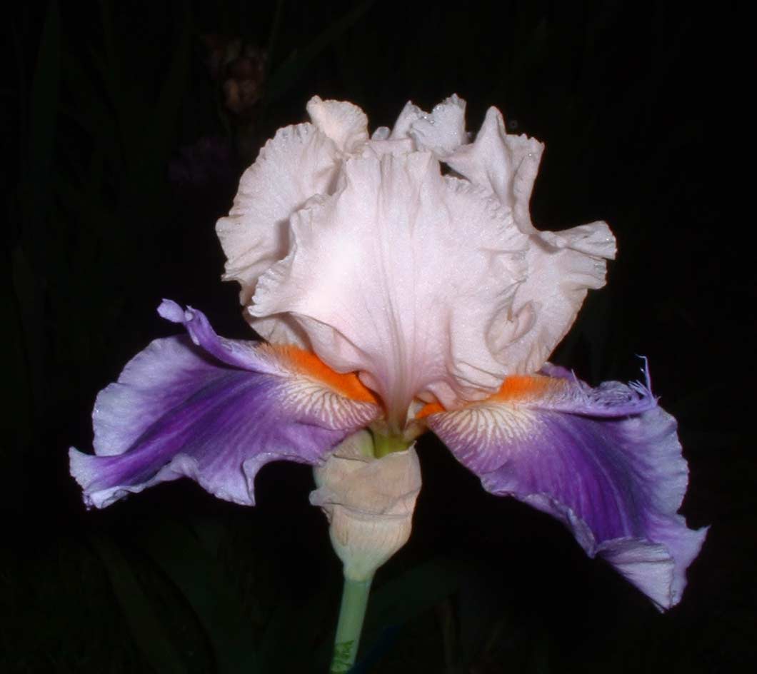 JPEG image
