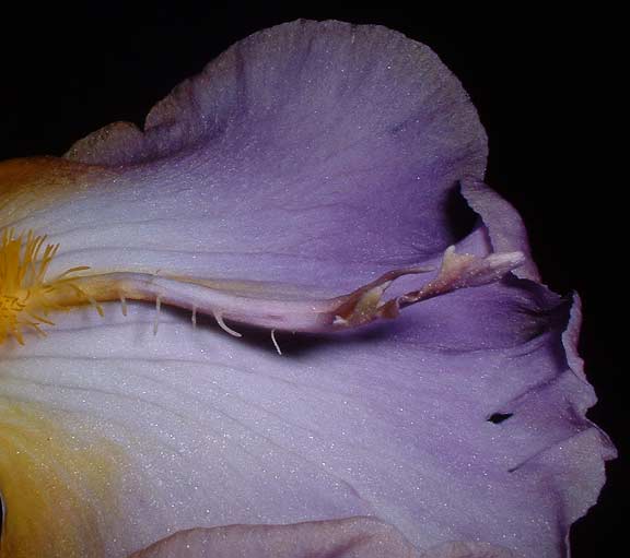 JPEG image