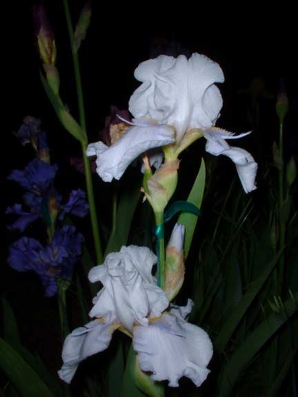 JPEG image